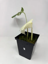 Load image into Gallery viewer, Monstera Deliciosa Albo Variegated H