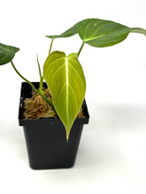 Load image into Gallery viewer, Philodendron Glorious