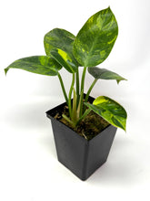 Load image into Gallery viewer, Philodendron Green Congo Variegated