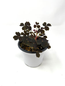 Oxalis Spiralis ssp. Vulcanicola