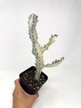 Load image into Gallery viewer, Euphorbia Lactea ‘White Ghost’ (large size) (Ships within Canada only)