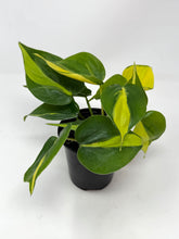 Load image into Gallery viewer, Philodendron Brazil