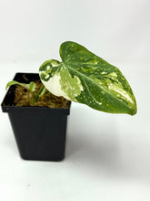 Load image into Gallery viewer, Philodendron Gloriosum Variegated D