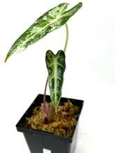 Load image into Gallery viewer, Alocasia Bambino Pink Variegated H