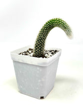 Load image into Gallery viewer, Cleistocactus Colademononis “Monkey Tail Cactus” (Long hair variant) - Ships within Canada only