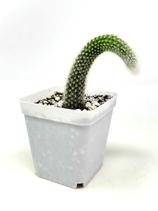 Cleistocactus Colademononis “Monkey Tail Cactus” (Long hair variant) - Ships within Canada only