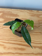 Load image into Gallery viewer, 300. Hoya Cystiantha