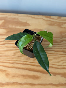 300. Hoya Cystiantha