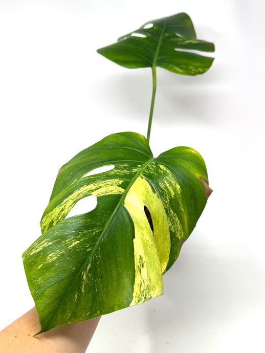 Monstera Deliciosa Aurea Variegated