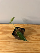 Load image into Gallery viewer, 94. Epipremnum Pinnatum Albo Variegated