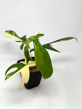 Load image into Gallery viewer, Philodendron Florida Beauty A