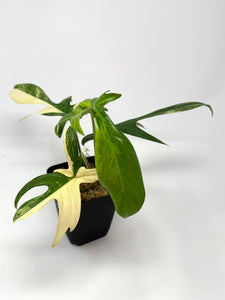 Philodendron Florida Beauty A