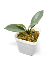 Load image into Gallery viewer, Hoya Wilbur Graves Silver D