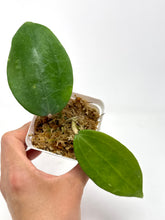 Load image into Gallery viewer, Hoya Clandestina