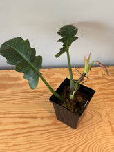Load image into Gallery viewer, 276. Philodendron Ring of Fire