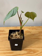 Load image into Gallery viewer, 155. Philodendron Sodiroi