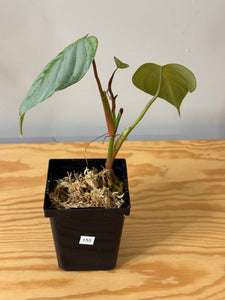 155. Philodendron Sodiroi