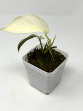 Load image into Gallery viewer, Scindapsus Mayari Variegated B