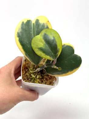 Hoya Kerrii Albo Variegated