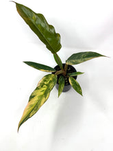 Load image into Gallery viewer, Philodendron Caramel Marble 4”