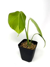 Load image into Gallery viewer, Monstera Deliciosa Aurea Variegated B