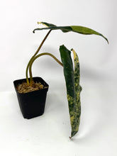 Load image into Gallery viewer, Philodendron Billietiae Variegated C