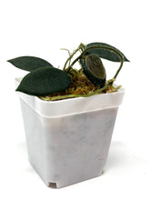 Load image into Gallery viewer, Hoya Thomsonii