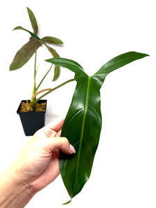 Philodendron Mexicanum