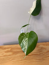 Load image into Gallery viewer, 151. Monstera Deliciosa Albo Variegated