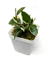 Load image into Gallery viewer, Hoya Lacunosa ‘Asami’