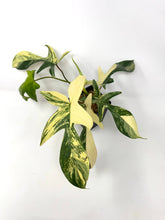 Load image into Gallery viewer, Philodendron Florida Beauty A