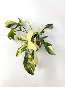 Philodendron Florida Beauty A