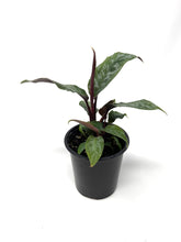 Load image into Gallery viewer, Homalomena ‘Purple Sword’