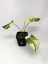 Load image into Gallery viewer, Philodendron Gloriosum Variegated F
