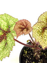 Load image into Gallery viewer, Begonia Masoniana &#39;Tricolor&#39;