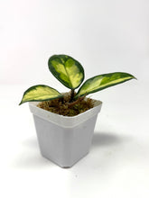 Load image into Gallery viewer, Hoya Carnosa ‘Krimson Princess’