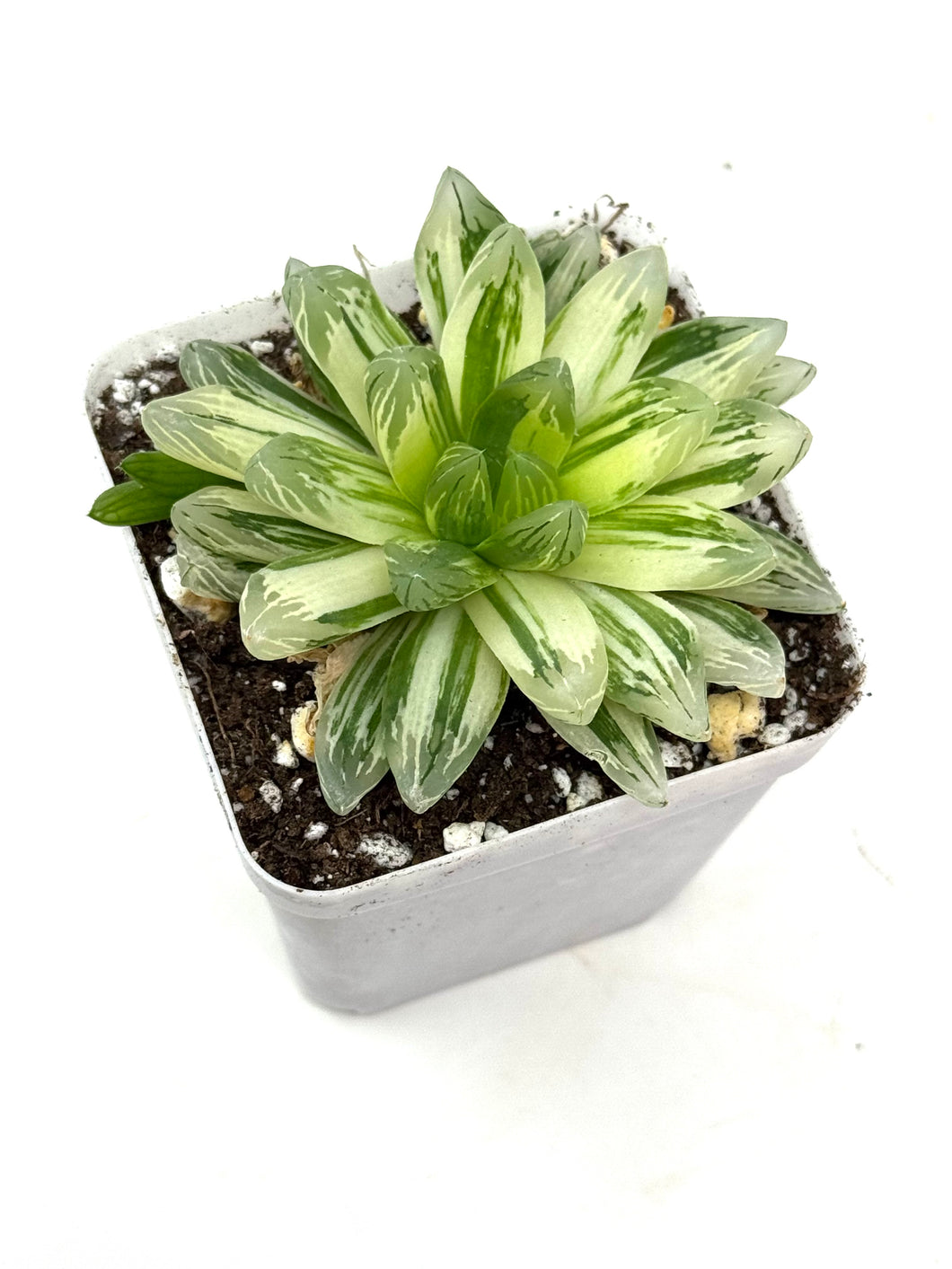 Haworthia Hanabi Variegated (Ships within Canada only)