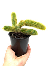 Load image into Gallery viewer, Cleistocactus Winteri (Golden Rat Tail Cactus) - Ships within Canada only