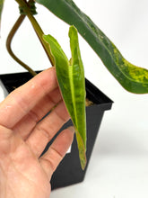 Load image into Gallery viewer, Philodendron Billietiae Variegated B