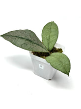 Load image into Gallery viewer, Hoya Mitrata Silver D