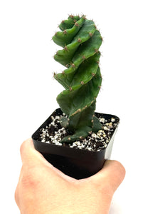 Cereus Forbesii cv. Spiralis 'Spiral Cactus' Small Size (Ships within Canada only)