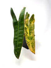 Load image into Gallery viewer, Philodendron Billietiae Variegated A