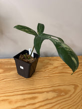 Load image into Gallery viewer, 141. Philodendron Florida Beauty