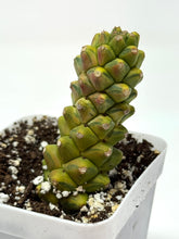 Load image into Gallery viewer, Euphorbia Ritchiei Variegated (Ships within Canada only)