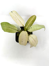Load image into Gallery viewer, Philodendron Whipple Way A