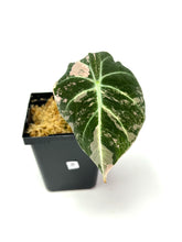 Load image into Gallery viewer, Alocasia Black Velvet Variegated B