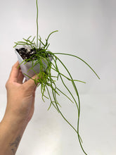 Load image into Gallery viewer, Rhipsalis Burchellii- Ships within Canada only