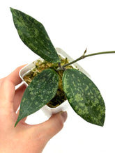 Load image into Gallery viewer, Hoya Rangsan