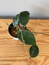 Load image into Gallery viewer, 314. Hoya Sweet Scent Splash