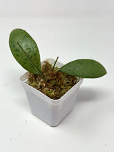 Load image into Gallery viewer, Erythrostemma Silver Leaves